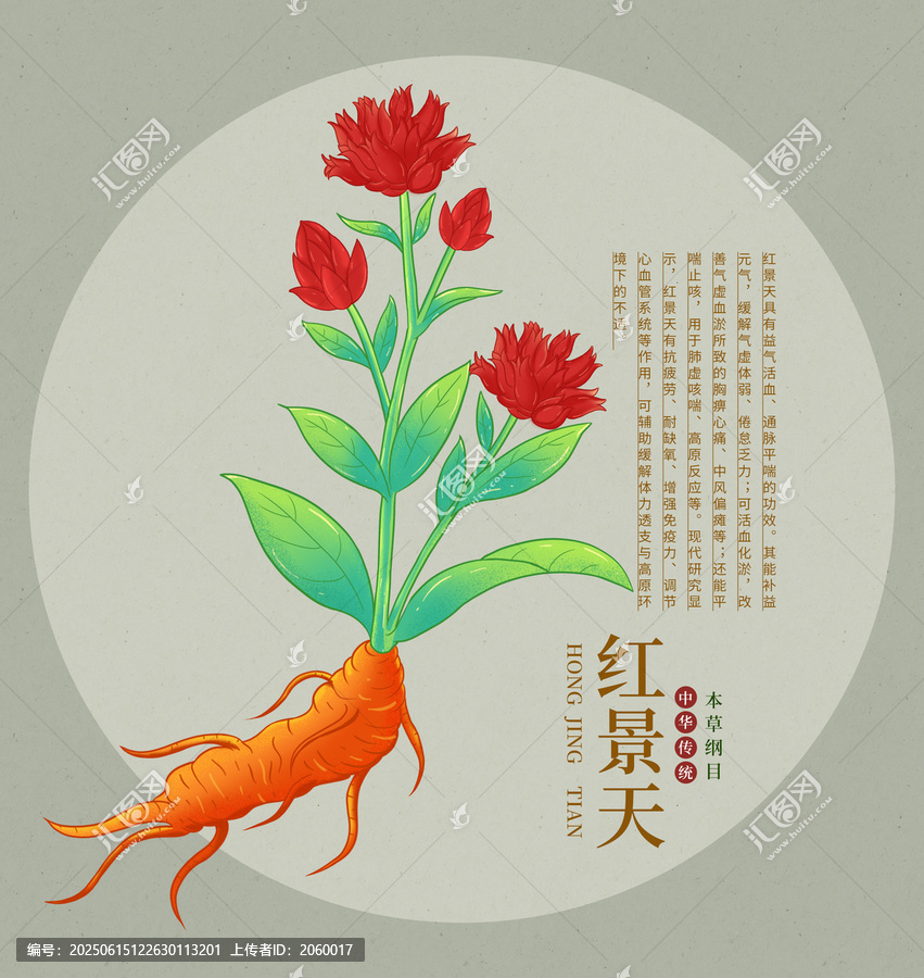 紅景天植物手繪插畫圖