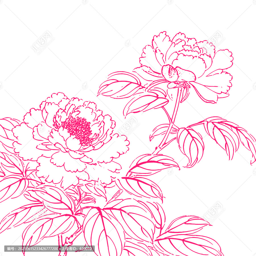牡丹花手繪插畫線稿底紋包裝設(shè)計(jì)矢量圖素材