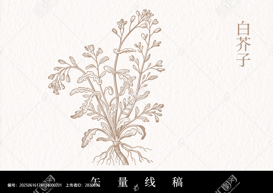 中藥矢量線條白芥子