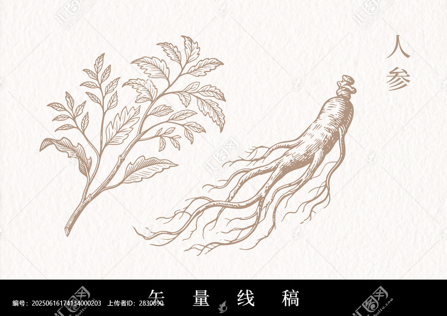 中藥矢量線條人參