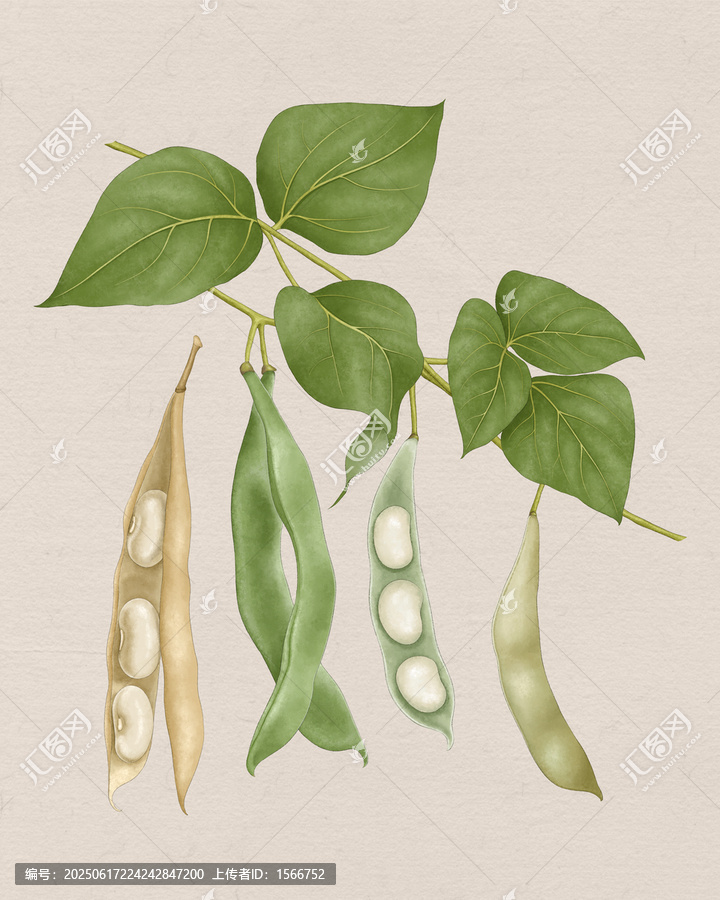 大白蕓豆植株