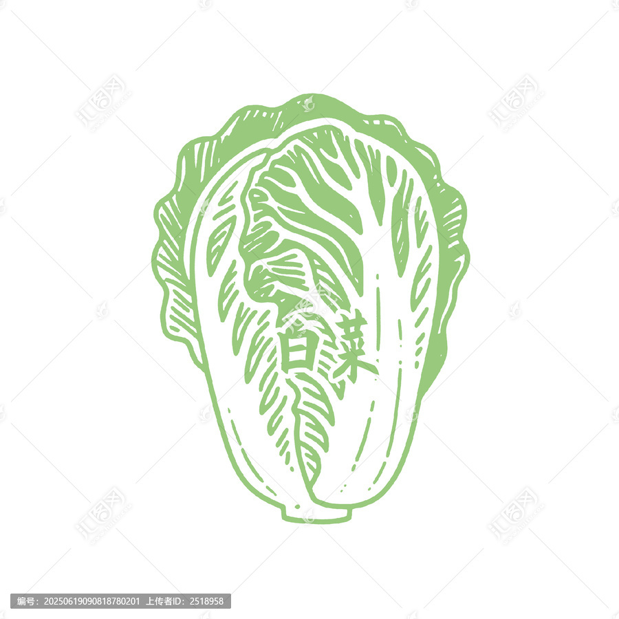 手繪簡約風(fēng)白菜矢量圖