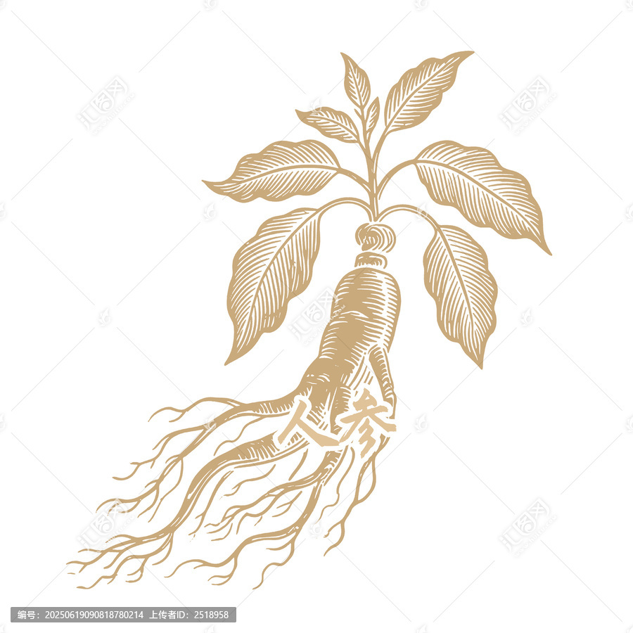 手繪風(fēng)格人參植物圖案