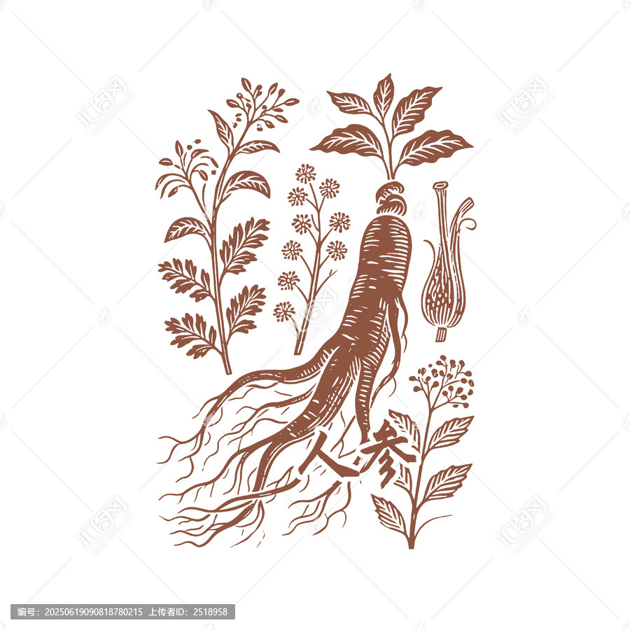 傳統(tǒng)中藥材人參植物圖案