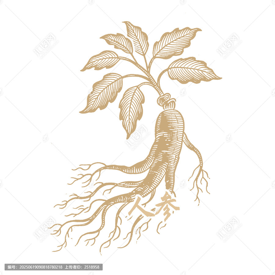 手繪金色人參植物圖案