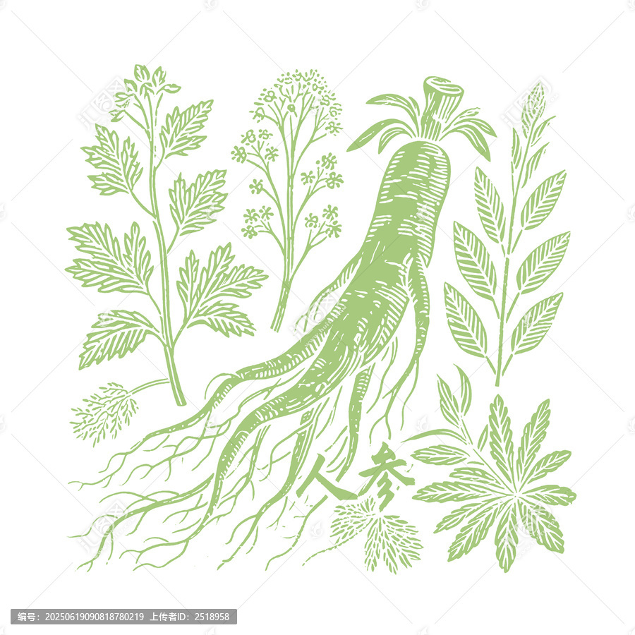 手繪人參及周邊植物圖案