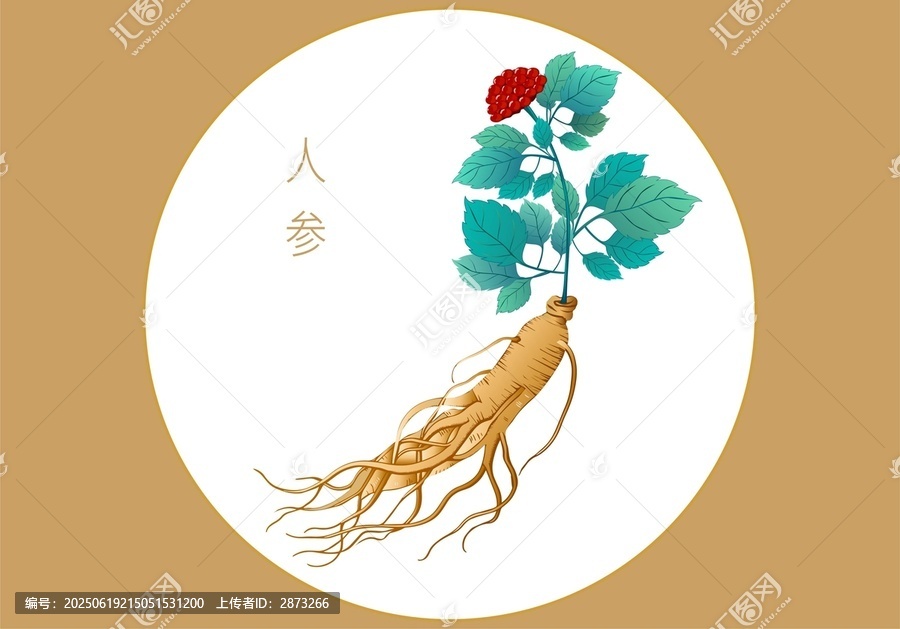 手繪人參植物插畫(huà)圖