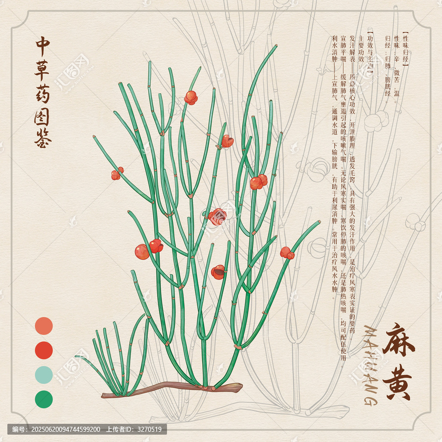 麻黃草藥插畫圖鑒