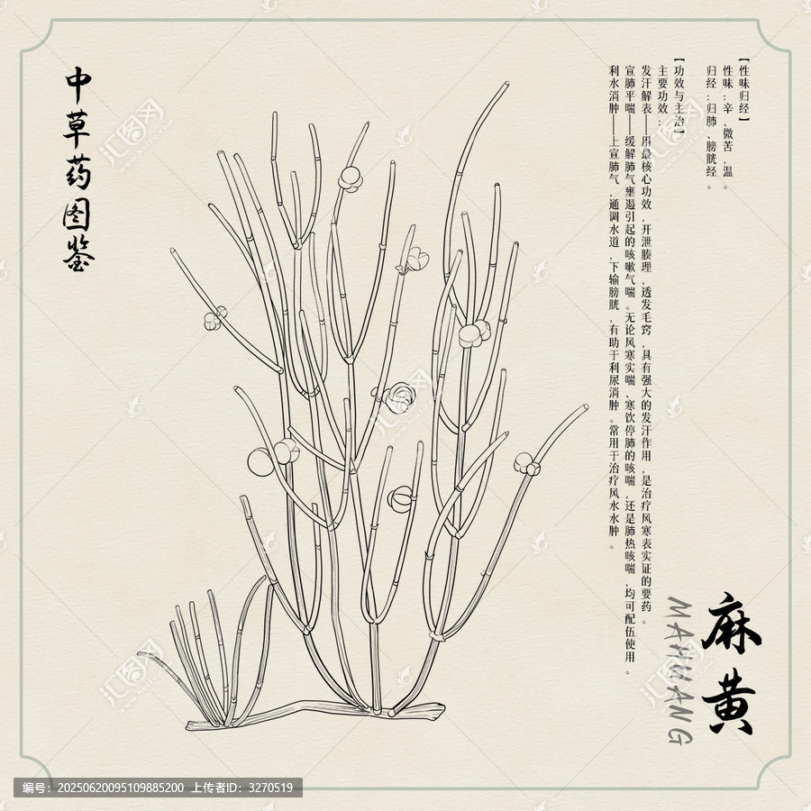 麻黃草藥插畫圖鑒黑白