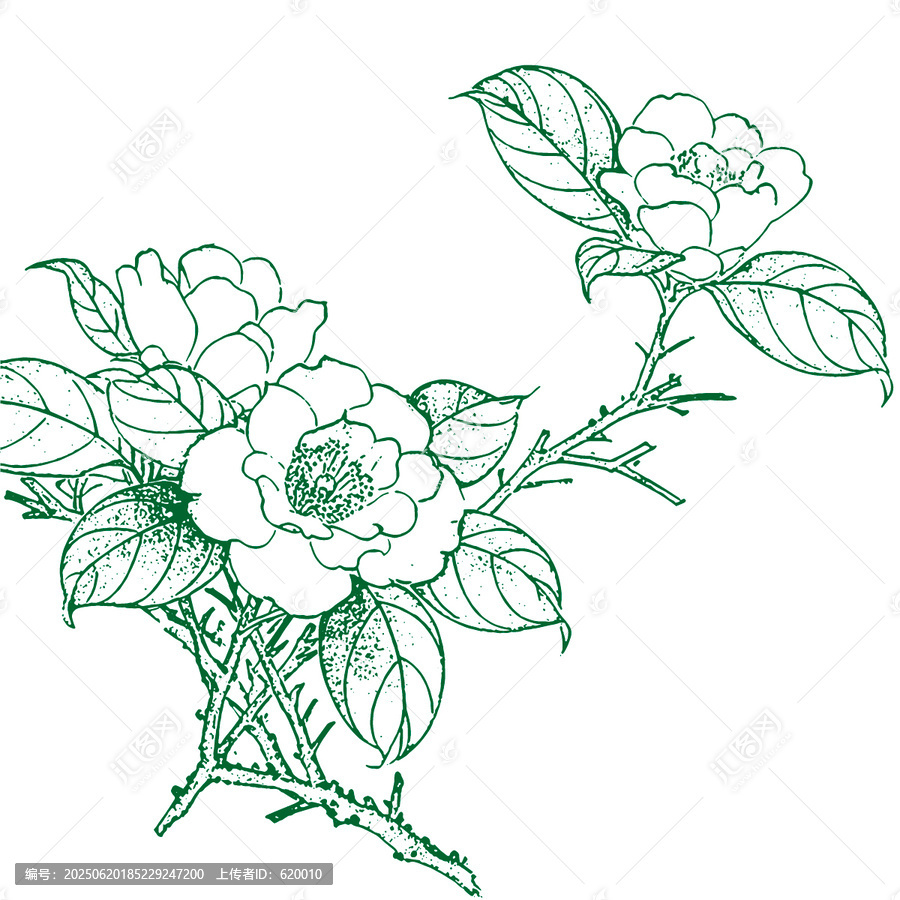 山茶花手繪線稿矢量圖插畫(huà)禮盒花紋理矢量圖