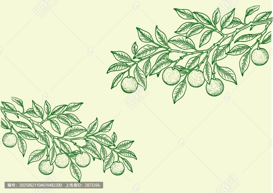 小青柑