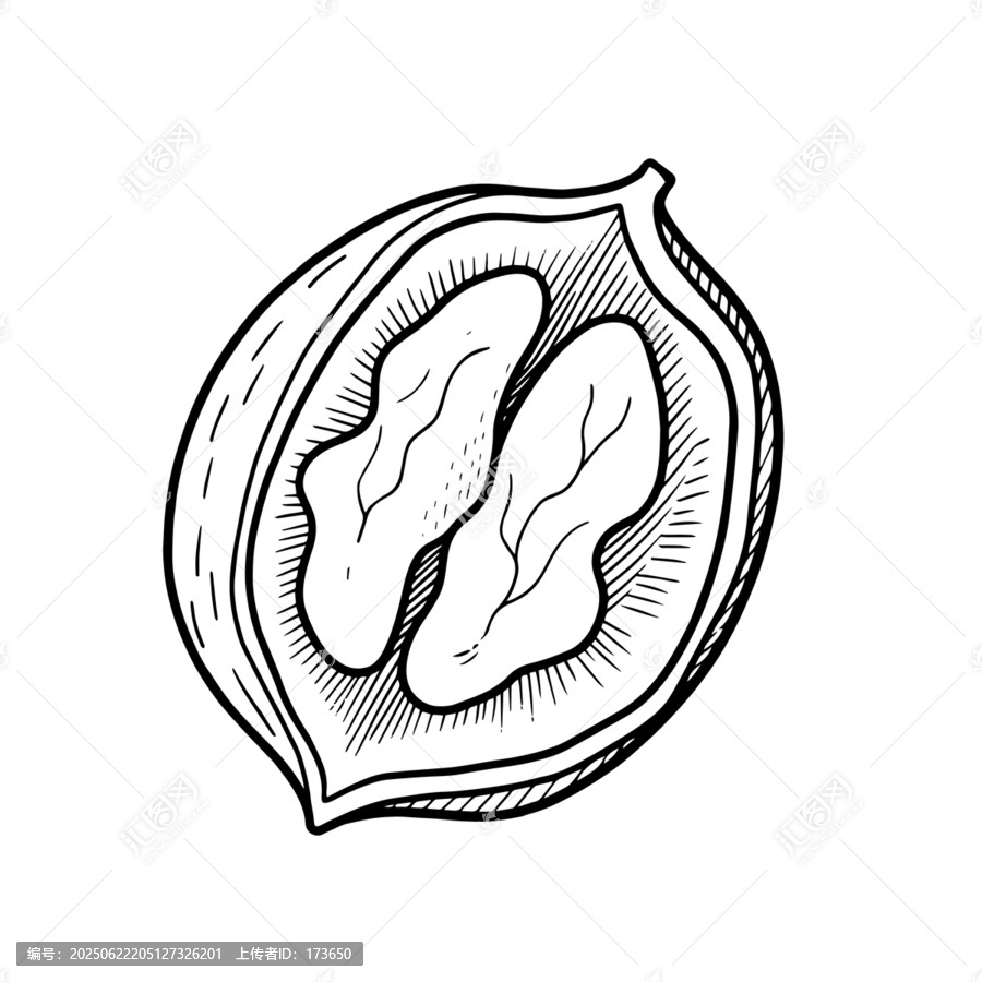 核桃插畫
