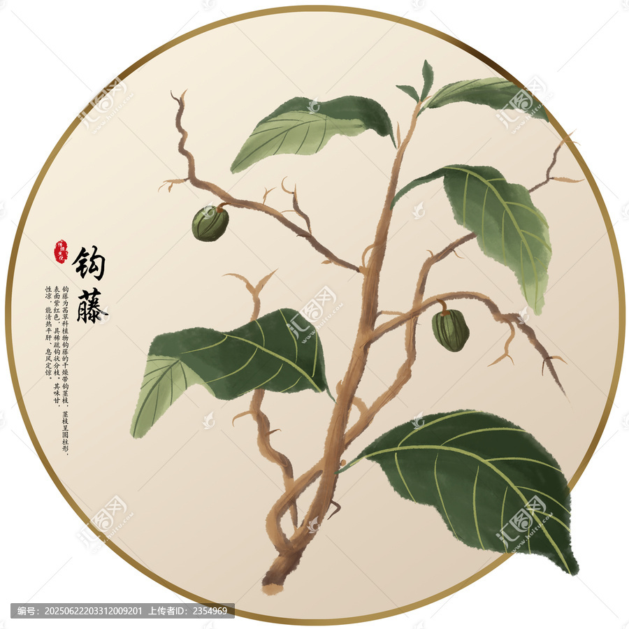 手繪中草藥鉤藤養(yǎng)生藥材
