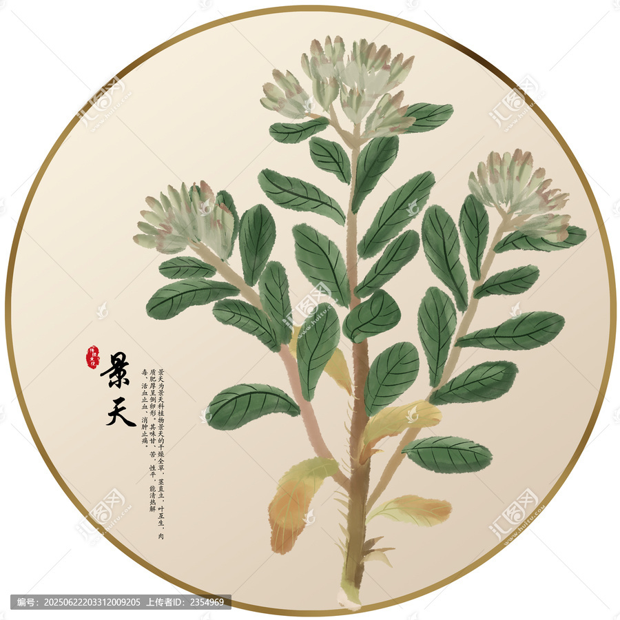手繪中草藥景天養(yǎng)生藥材