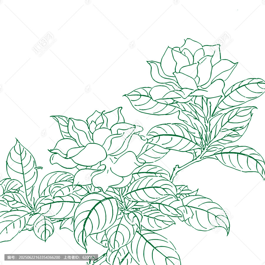 黃梔子花朵插畫(huà)紋理線稿圖包裝設(shè)計(jì)矢量圖