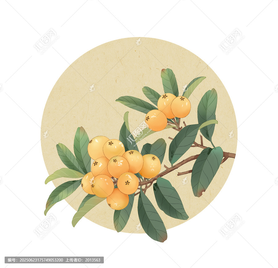 枇杷插畫