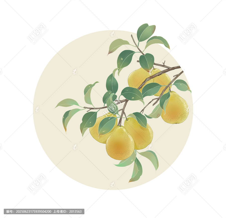 手繪梨插畫