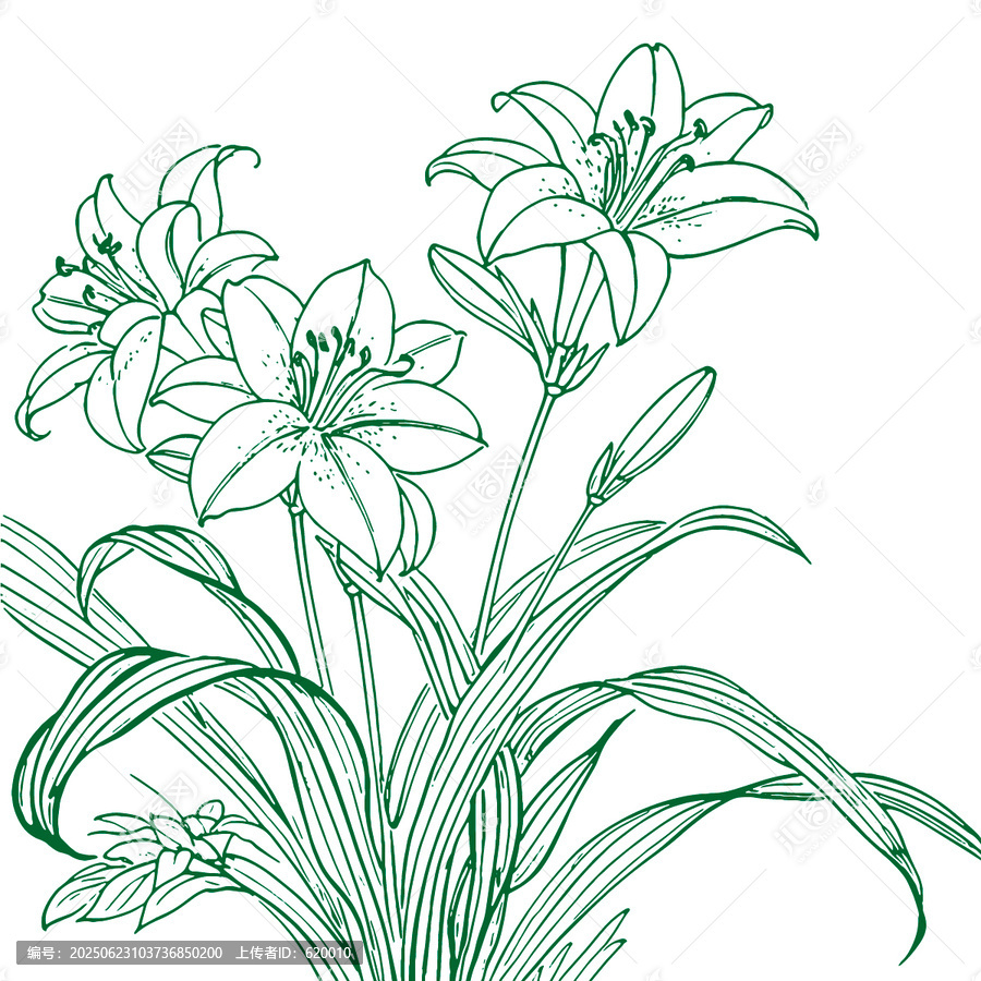 百合花手繪插畫線稿紋理圖婚慶花元素背景