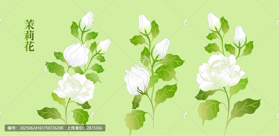 清新手繪茉莉花植物插畫