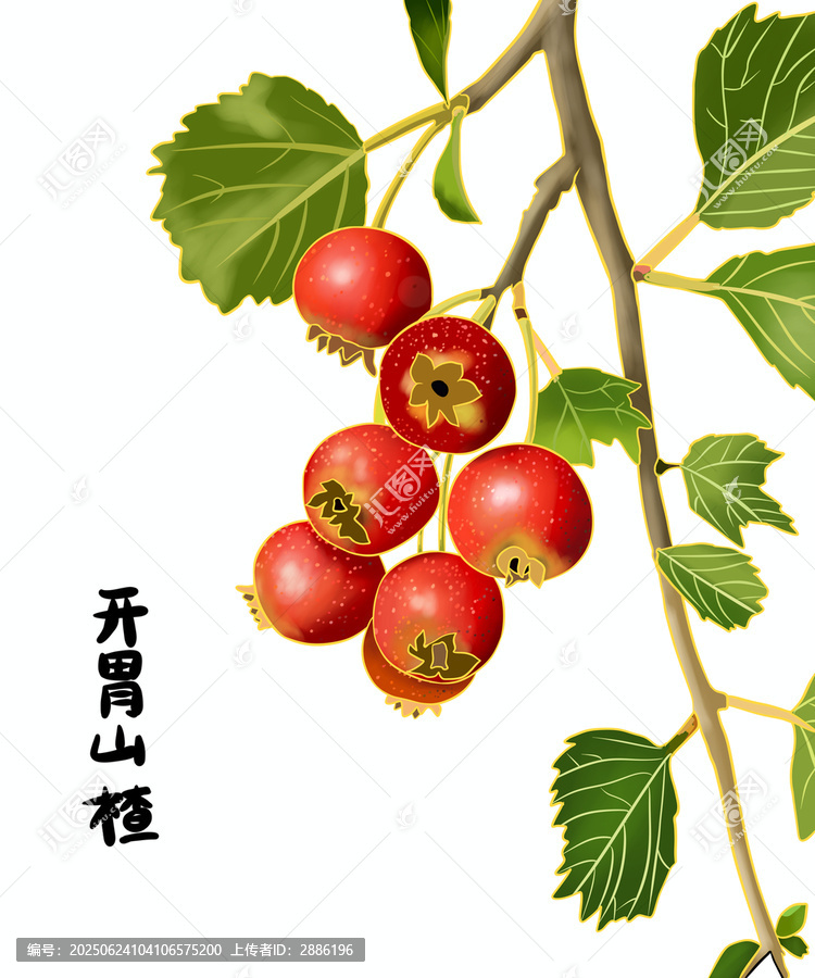 酸甜山楂山楂草藥糖葫蘆手繪插畫