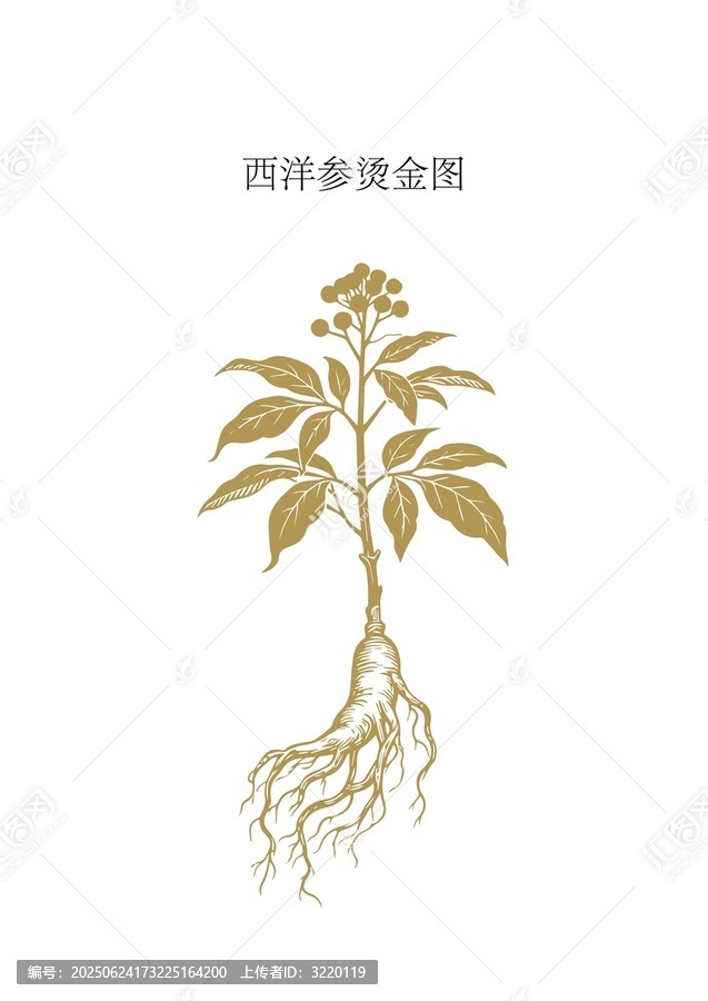 西洋參植物燙金圖展示