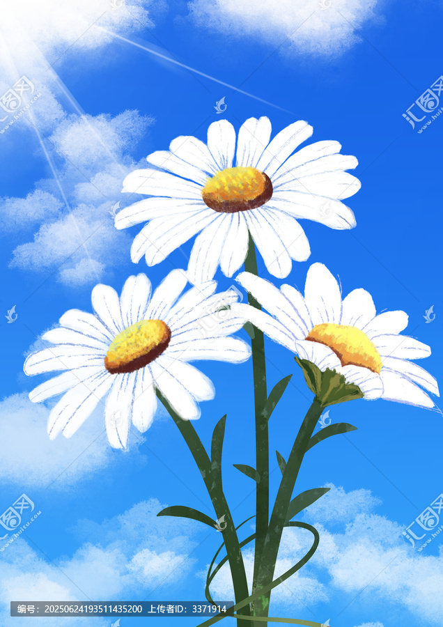 雛菊