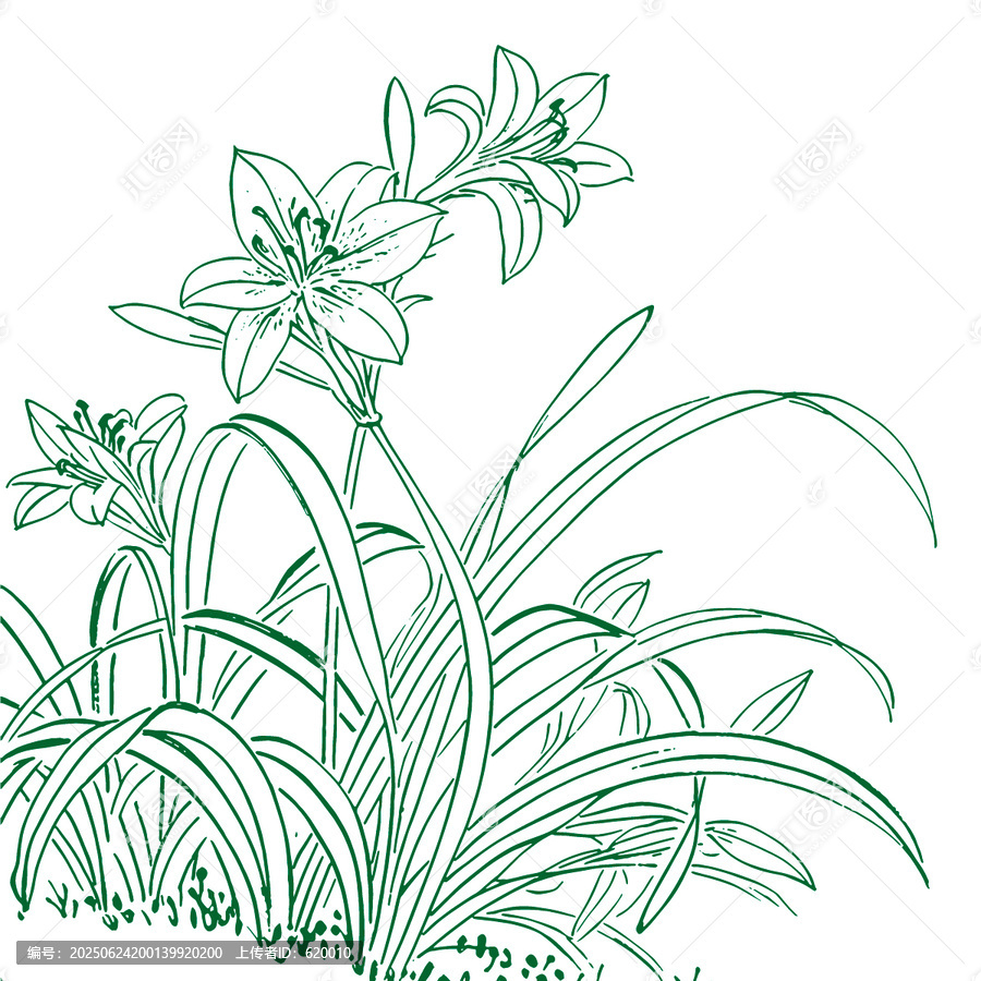 手繪綠色百合花植物線(xiàn)條畫(huà)矢量圖
