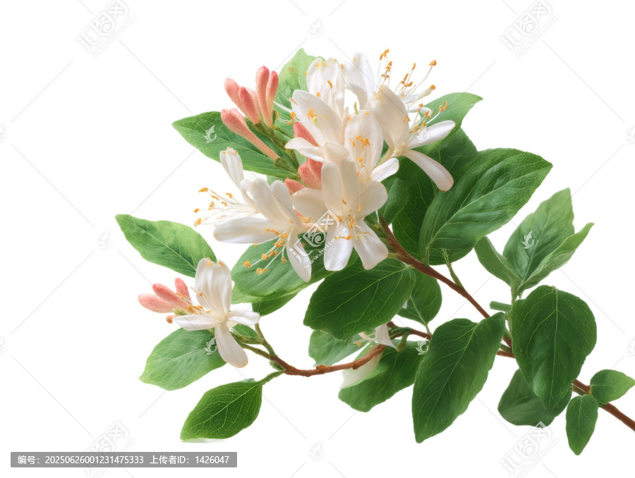 [免摳素材]清新淡雅的花朵