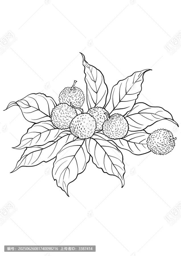 手繪荔枝枝葉果實線稿圖