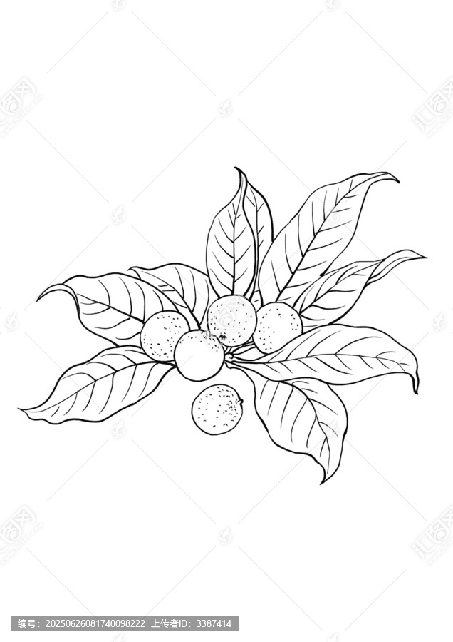 手繪龍眼線描枝葉果實(shí)圖案
