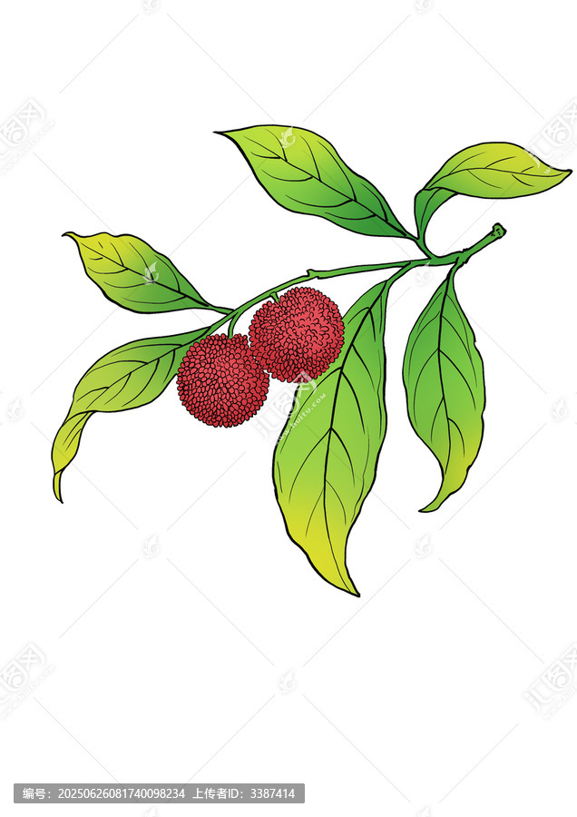 手繪枝頭鮮紅飽滿楊梅