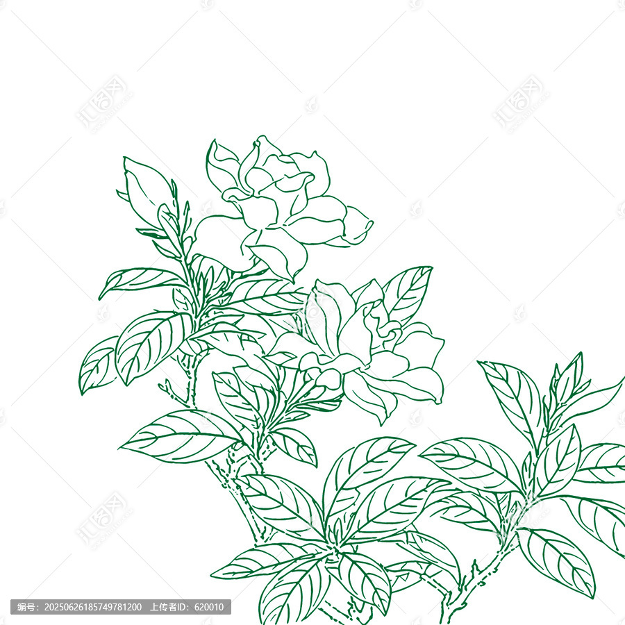 梔子花盛開手繪線稿矢量禮盒設(shè)計(jì)花紋理圖
