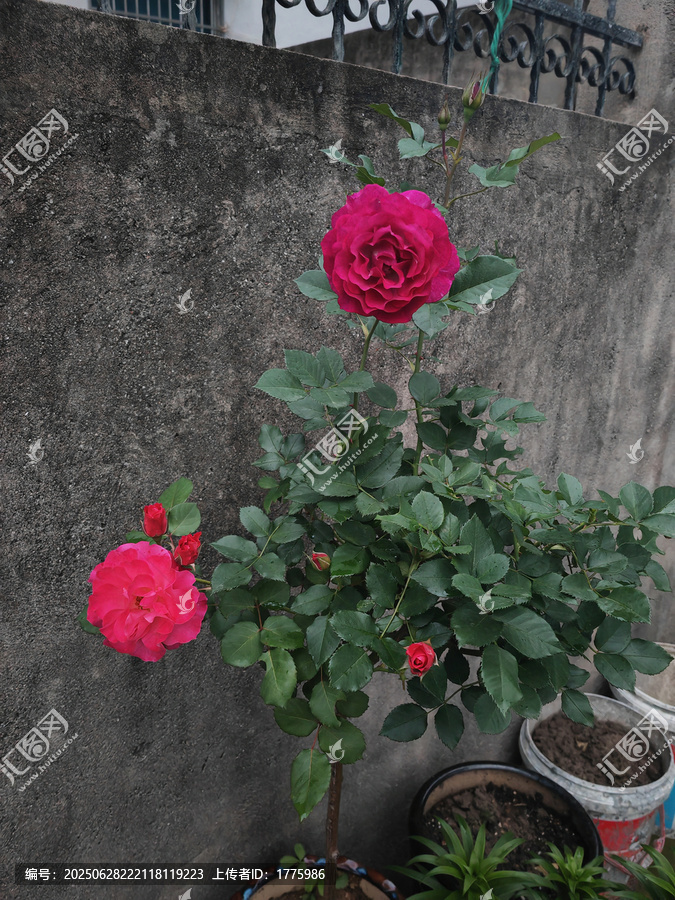 月季花