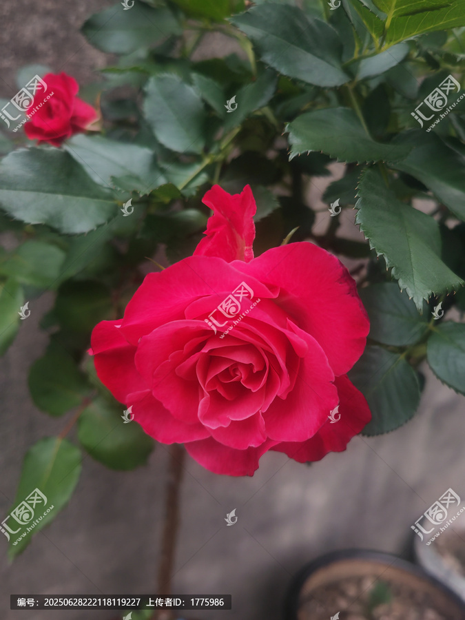 月季花