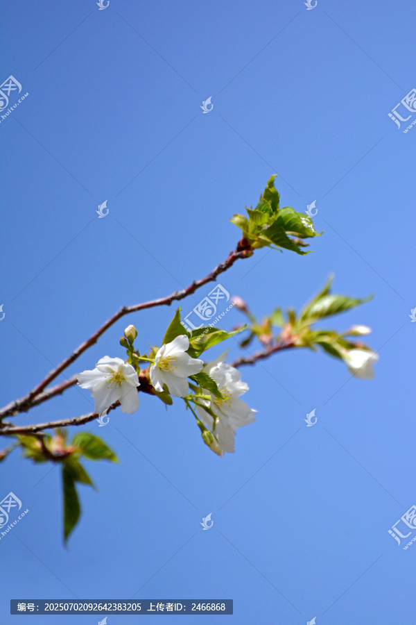 白櫻花