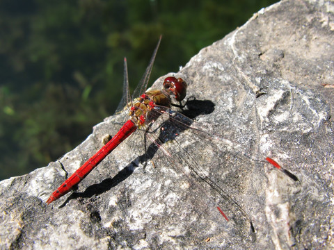 红蜻蜓 II