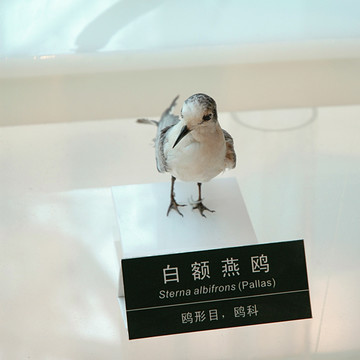 白额燕鸥