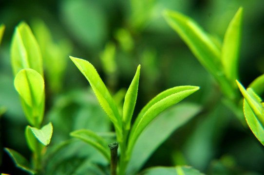 茶芽
