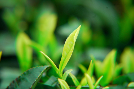 茶芽