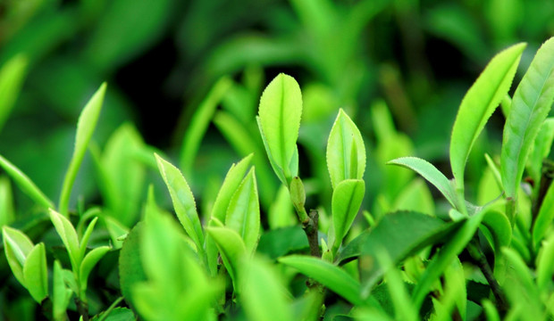 茶芽