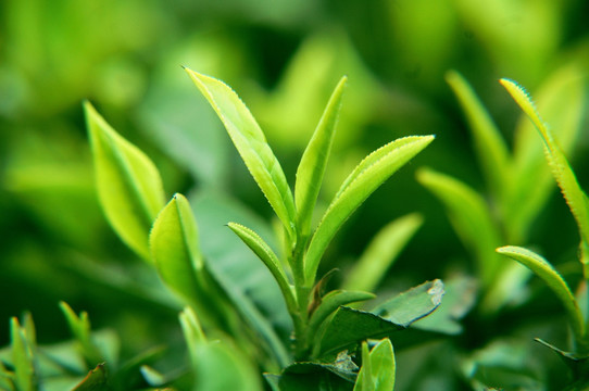茶芽