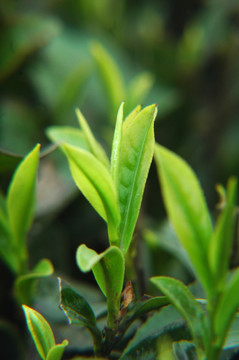 茶芽