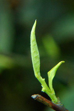 茶芽