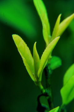 茶芽