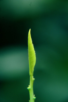 茶芽