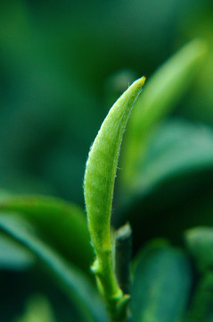 茶芽