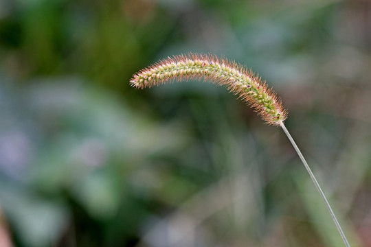 狗尾巴花