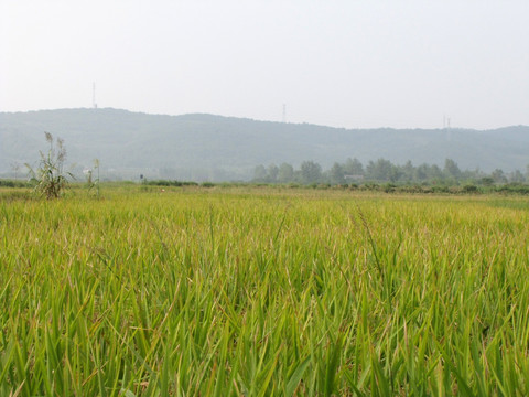 琅琊山下的稻田