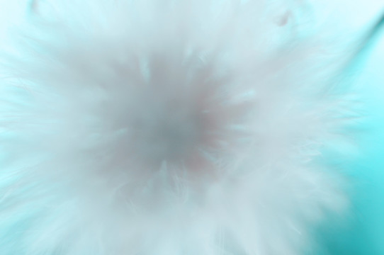 美丽的蒲公英