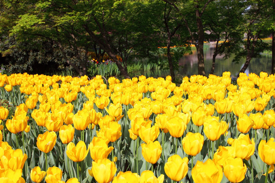 郁金香花